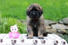 Leonberger teniatka s PP