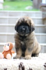 Leonberger teniatka s PP