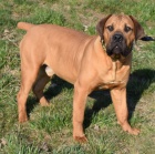 BOERBOEL  s PP  -7 msc pes