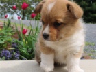 Pembroke welsh corgi Štěňátka připravena k prodeji