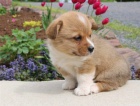 Pembroke welsh corgi Štěňátka připravena k prodeji