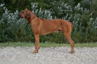 Rhodsk ridgeback 