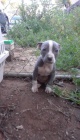 Pitbull terir tata.