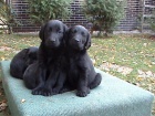 FLAT COATED RETRIEVER - tata