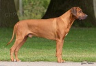 Rhodsk ridgeback - tata s PP