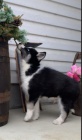 Sibiřský Husky štěňata připravena k přijetí