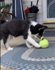 Sibiřský Husky štěňata připravena k přijetí