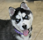 Sibiřský Husky štěňata připravena k přijetí