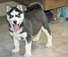 Sibiřský Husky štěňata připravena k přijetí