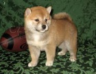Štěňata Shiba Inu k přijetí