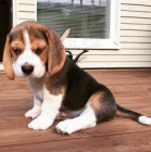 Beagle tata etla pro nov domovy