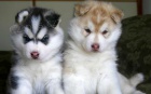 Sibirsk Husky