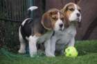 ttka beagle
