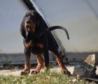 Black and Tan Coonhound