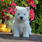 štěňátka West Highland Terrier pro vás připravena