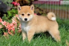 Shiba-Inu