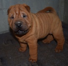 arpej,  shar-pei, ttka s PP