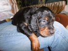 Gordonsetr  tata (Gordonsetter)