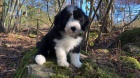 Bearded collie