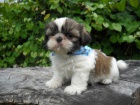 tata Shih-tzu