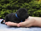 Štěňátka Flat coated retriever s PP