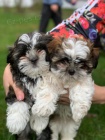 zdrav tata shih tzu pro svobodn pijet, velmi nalhav