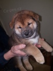 zdrav ttka shiba inu