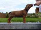 Rhodsky ridgeback s PP