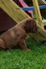 Dogue de Bordeaux, Bordeauxska doga