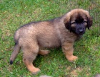 roztomil a rozkon leonberger tata pipraveni jt