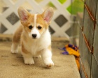 loajln veltina Corgi (Pembroke) tata