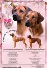 Rhodesian Ridgeback