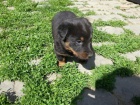 vzácná štěňátka Beauceron zoufale potřebují nové domovy