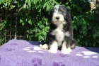 Bearded collie