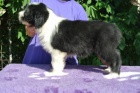 Bearded collie