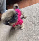 Krsn pekingese tata pro pijet Musm se vrtit dom svho chlapce a dvky pekingese Oba jsou dobe socializovan na koky, jin psy a dti