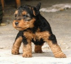 Ohromující Welsh Terrier Štěňata.