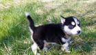 štěňata mužského a sibiřského Husky! vyrůstal v mém domě, miluje děti a spolu s ostatními se skvěle drží. hledají navždy rodinu k lásce. proud na jeho štěně výstřely a wormer. Jeho rodiče jsou oba AKC registrovaní, ale chci, aby šel do domu jen jako domác