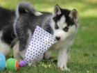 Štěňata sibiřského Husky pro přijetí