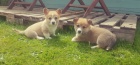 Velšská Corgi Pembroke štěňata