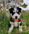 Rozkošná sibiřská Husky štěňata