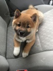 k dispozici štěňata Shiba Inu