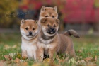 k dispozici štěňata Shiba Inu