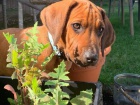 Rhodesian ridgeback - ttko s PP