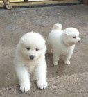 Samojed *tata~ k adopci