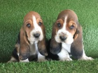 přátelská štěňátka BASSET HOUND pro přijetí