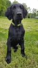 Flat coated retriever s PP