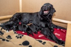 Flat Coated retriever - nabdka t