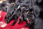 Flat Coated retriever - nabdka t