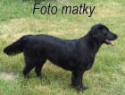 Flat Coated Retriever  t. s PP 